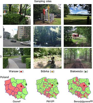 Characterisation of the Carpinus betulus L. Phyllomicrobiome in Urban and Forest Areas